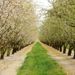 Central Valley Almond Orchard