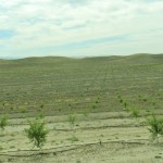 New Orchard, Eastern Stanislaus County