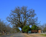 "The Tree" in Wood Colony