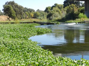 water hyacinths clog Tuolumne River