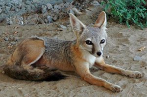San Joaquin Kit Fox, by California Department of Fish and Wildlife