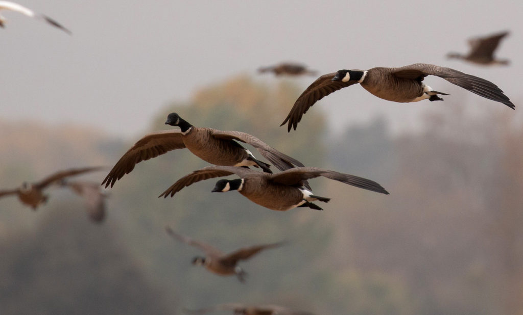 Cackling geese flying