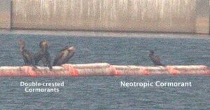 Neotropic Cormorant 30 August 2020 Woodward Reservoir