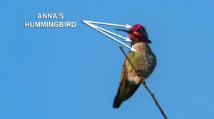 Male Anna's Hummingbird by Jim Gain