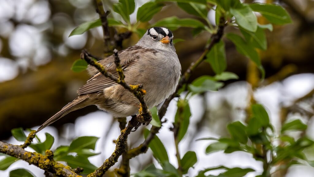 White-crowned Sparrow by Jim Gain