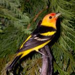 tanager