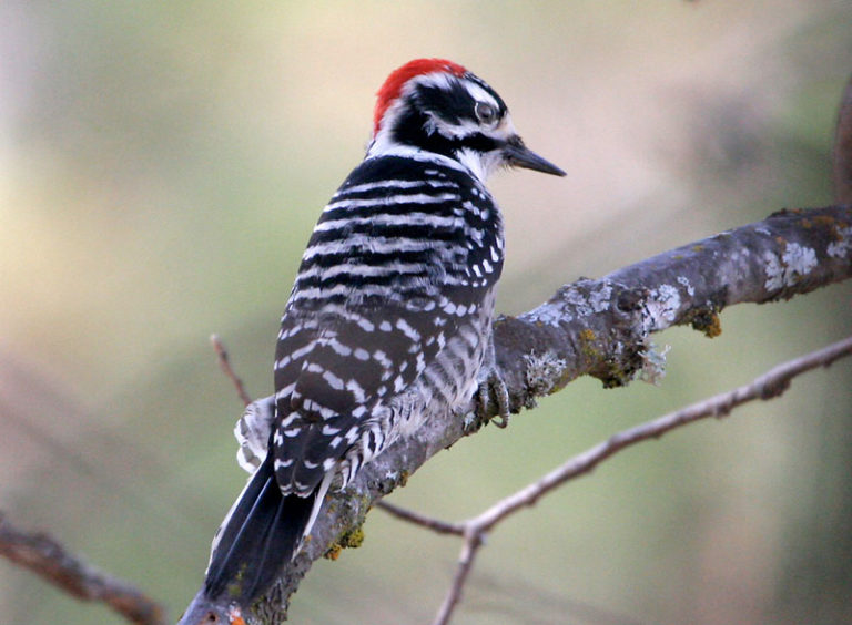 Target Bird: Nuttall's Woodpecker