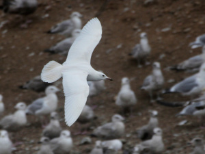 Iceland Gull? Photo by Jim Gain