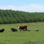 Cattle and Orchard Eastern Stanislaus County