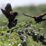 Tricolored Blackbird- Linda Pitman