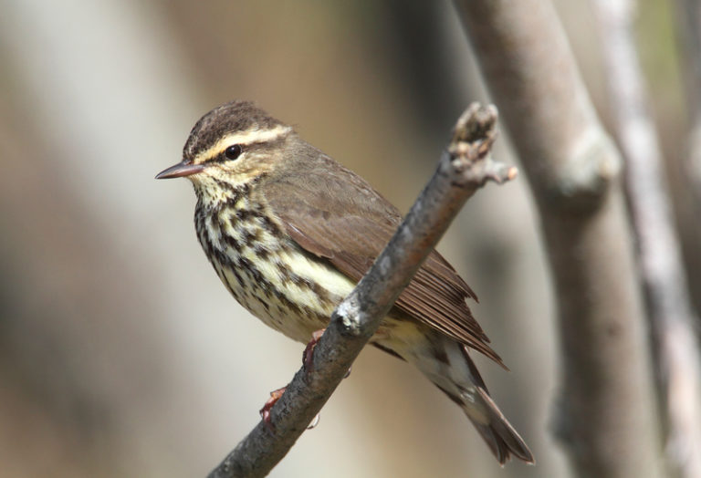 Stanislaus County Has a New Bird