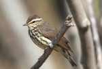 Northern Waterthrush