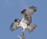 Osprey