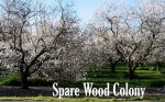 Spare Wood