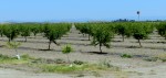 New Orchard, Eastern Stanislaus County