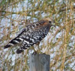 Red-shouldered Hawk