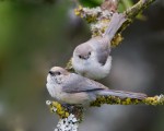 Bushtits