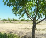 New Orchard Near Modesto Reservoir