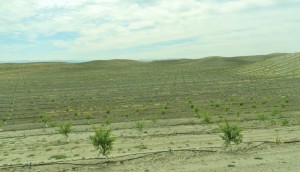 New Orchard Stanislaus County Foothills