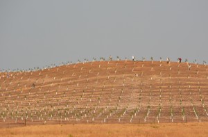 Newly Planted Orchard, Eastern Stanislaus County, August 2014