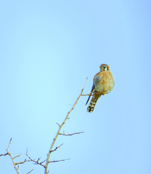 Target Bird: American Kestrel