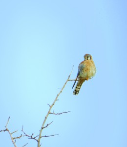 American Kestrel