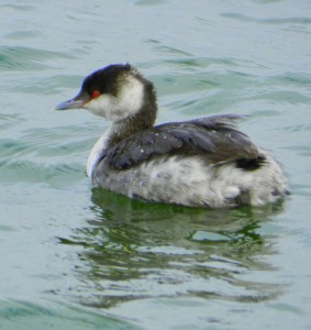 Horned Grebe