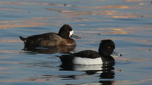 Tufted Duck (foreground) by Jim Gain