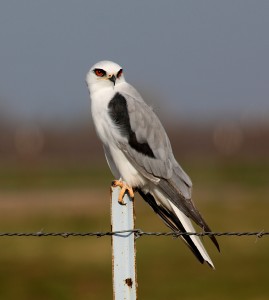 White-tailed Kite by Jim Gain