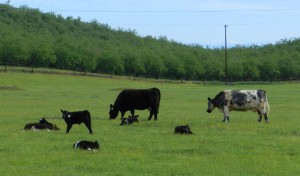 Cattle and Almond Orchard Eastern Stanislaus County