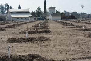 Wood Colony Farm