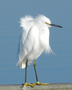 Snowy Egret