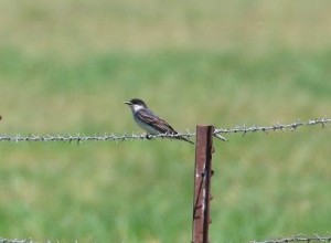 Eastern Kingbird by Gary Zahm