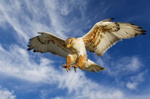 Ferruginous Hawk