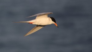 Forster's Tern by Jim Gain