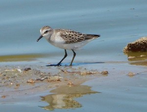 Semi-palmated Sandpiper by Ralph Baker