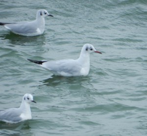 Black-headed Gull with Bonaparte's Gulls