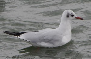 Black-headed Gull by Ralph Baker