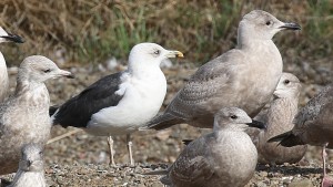 Lesser Black-backed Gull by Jim Gain
