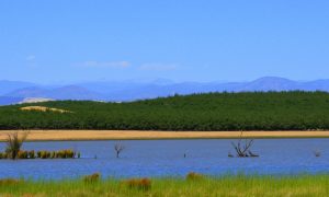 Orchard at Modesto Reservoir