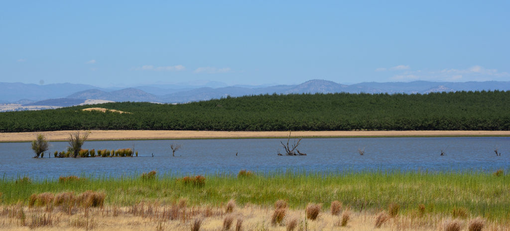 Orchard at Modesto Reservoir