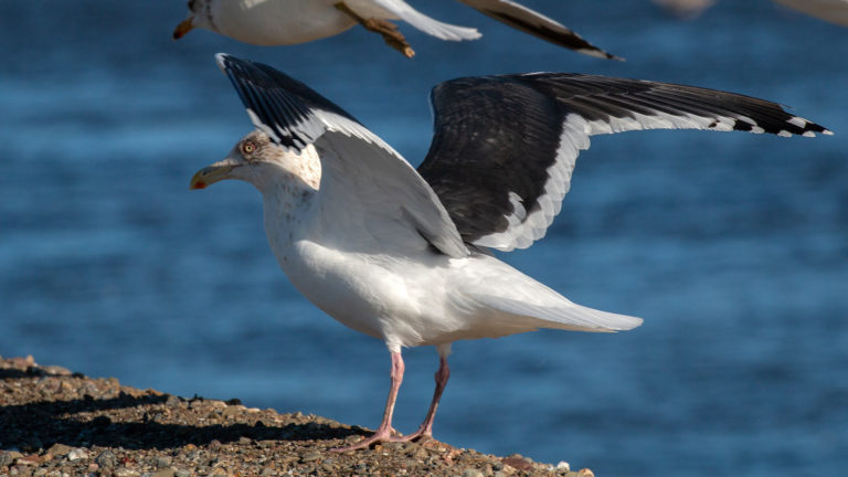 Ultra-rare Gull Visits Stanislaus County