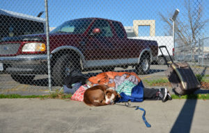 Woman sleeping on sidewalk, and dog
