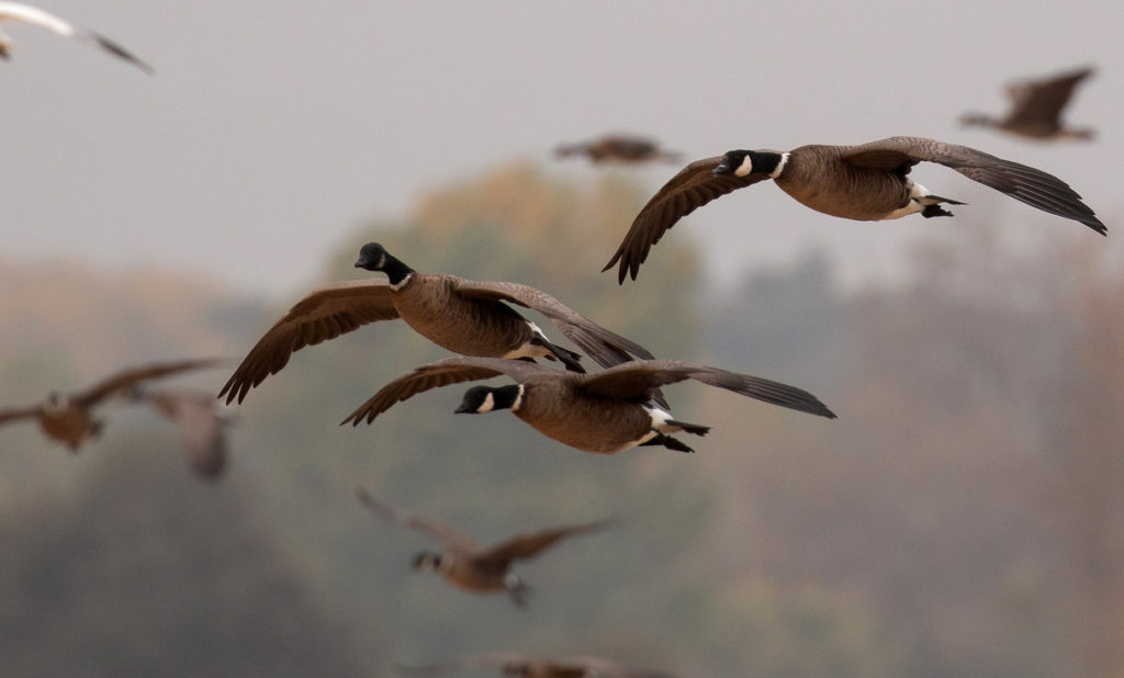 Aleutian Cackling geese flying