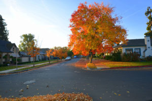 Fall tree