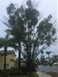 Mistletoe in Modesto's Village One