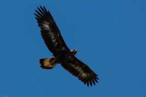 Immature Golden Eagle Del Puerto Canyon by Jim Gain