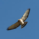 Broad-winged Hawk by Jim Gain