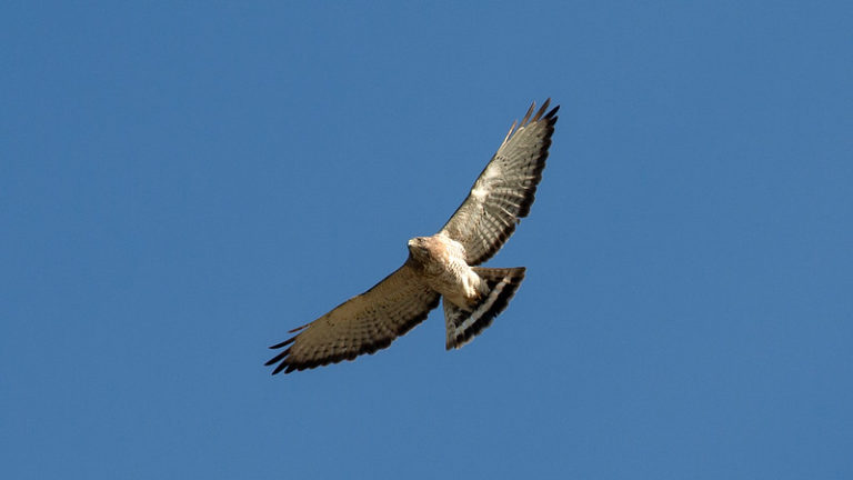 Broad-winged Hawk by Jim Gain