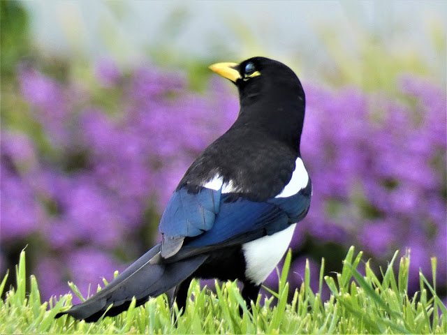 Yellow-billed Magpie by Garry Hayes